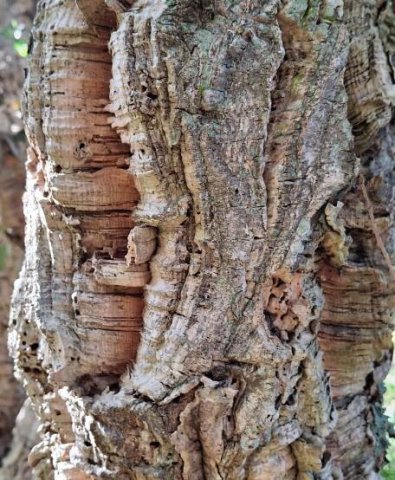 Quercus suber, the cork oak